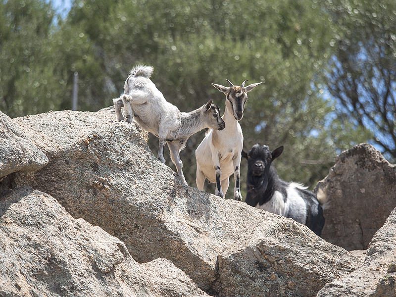 Ziegen erkunden die Aussicht der Anlage des Landgut Cuppulada in Sardinien