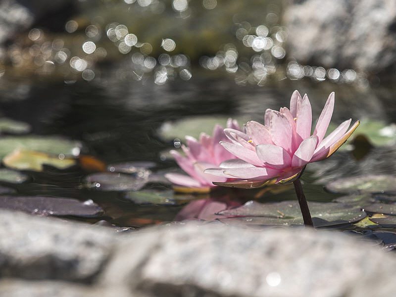 Lotusblumen im Fischteich der Analge des Landgut
